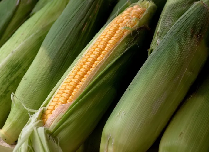 The worlds of “Saint Corn” and other bizarre food I have tried in Mexico City.
